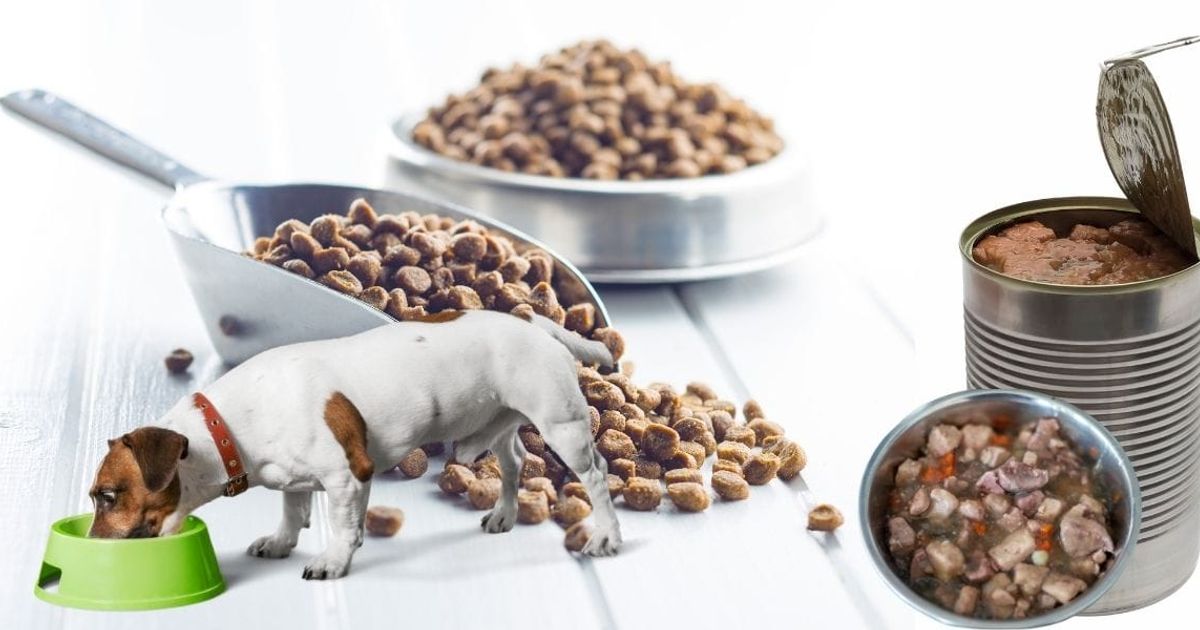 Your Dog's Diet: Canned Dog Food vs. Dry Kibble