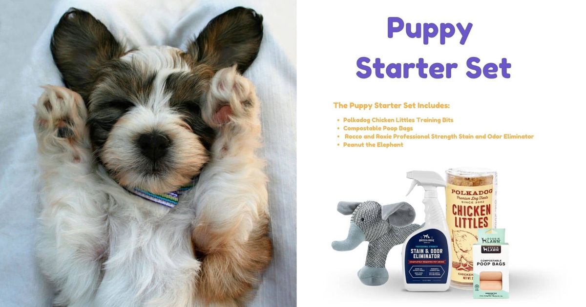 Becoming A Dog Parent Soon? Here’s How You Should Prepare For A New Puppy!