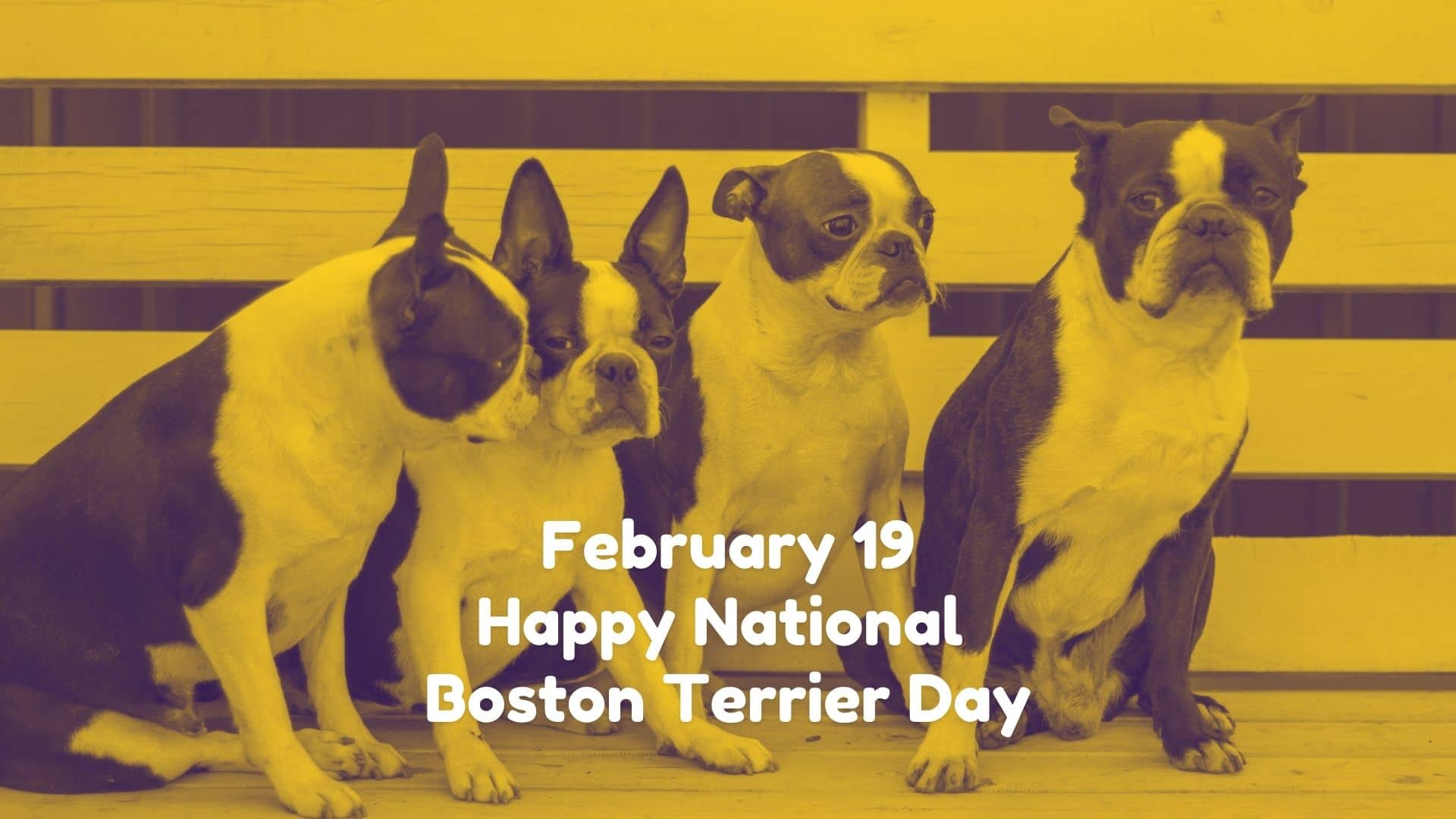 Everything About The Boston Terrier: The American Gentleman