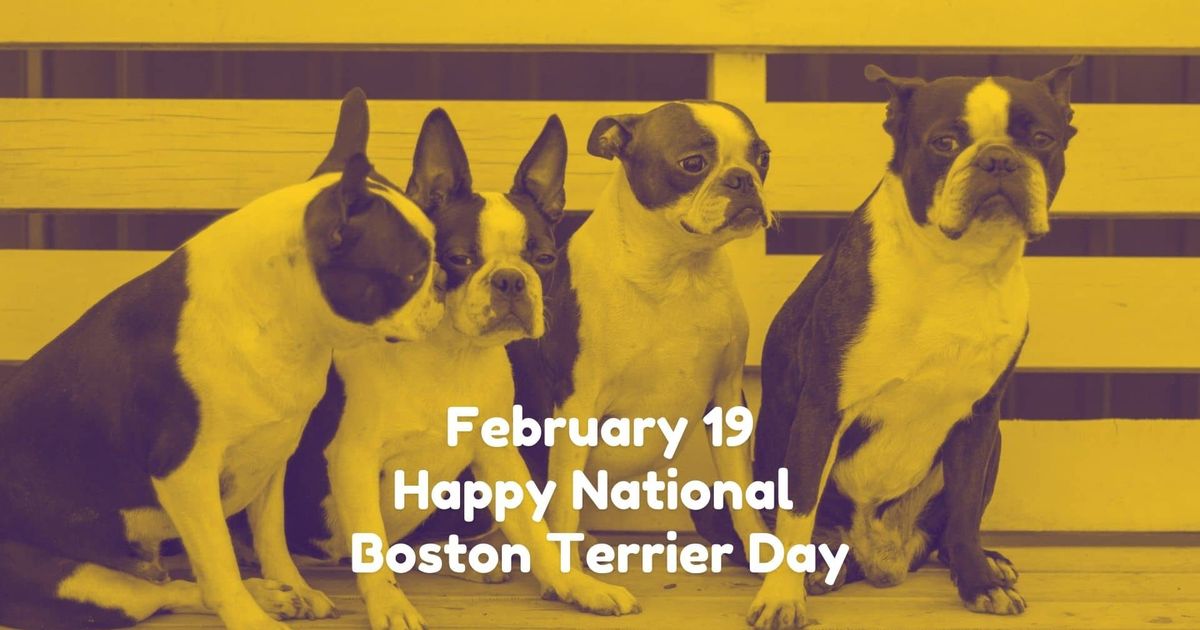 Everything About The Boston Terrier: The American Gentleman