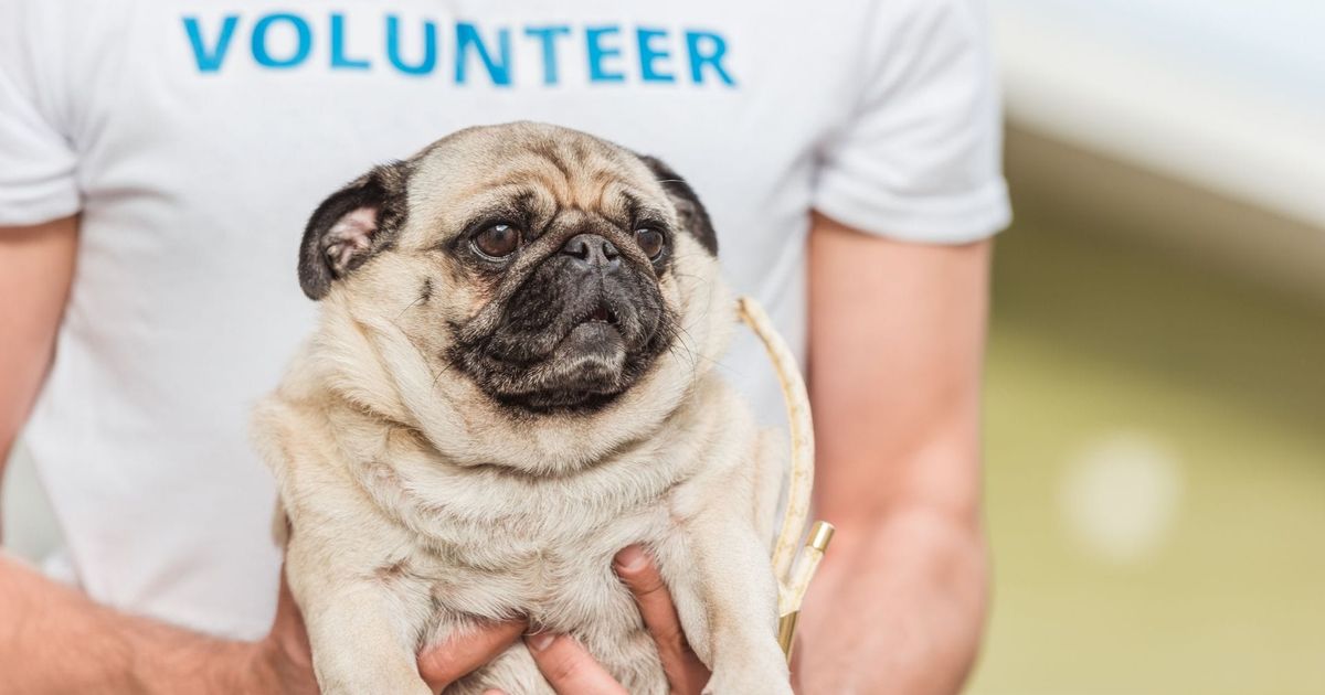 What to Expect When Volunteering at Your Animal Shelter
