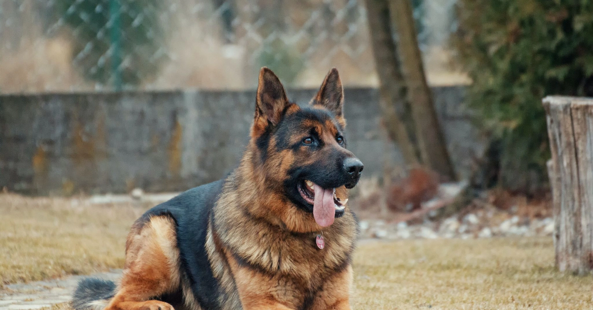 Canines and Cannabis—Is CBD Safe for Your Pet?