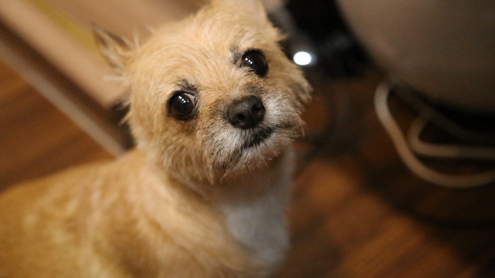 When Your Dog Needs Another Home and When You Need A Hug