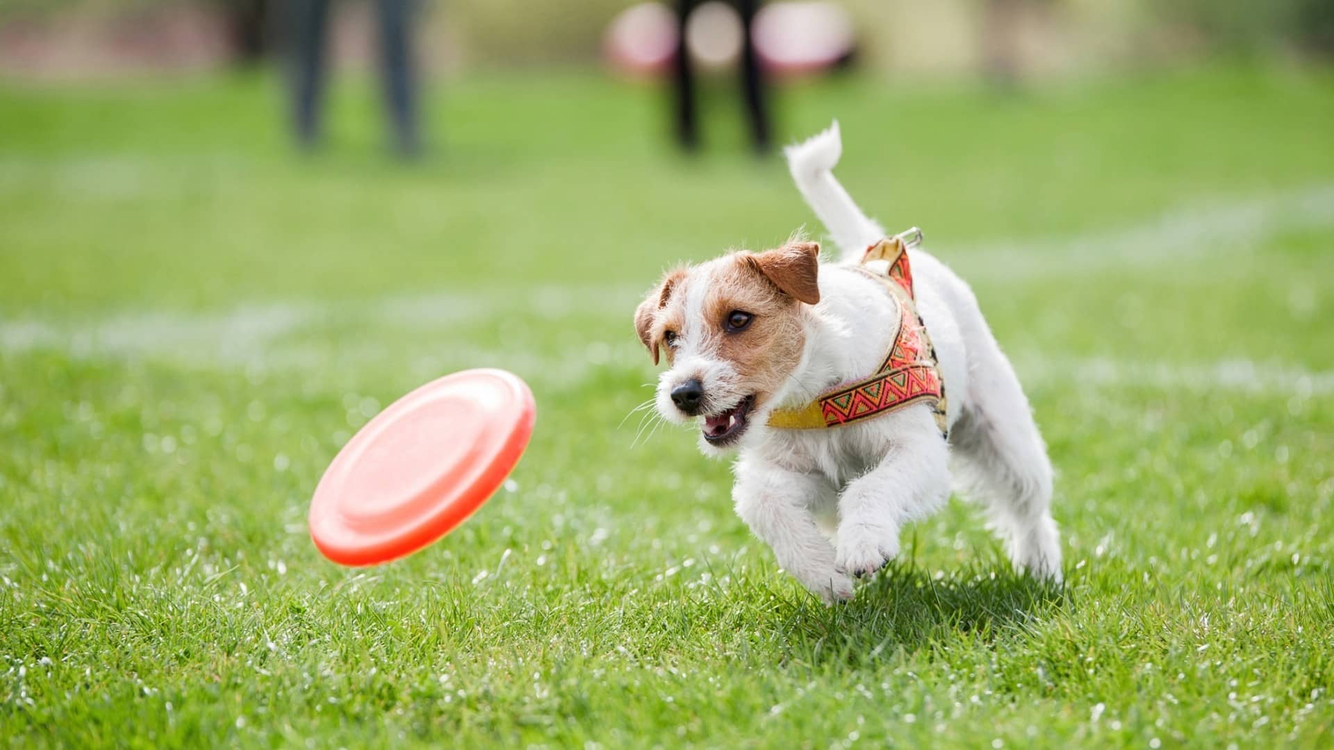 Games to Teach Dogs Emotional Self-Control
