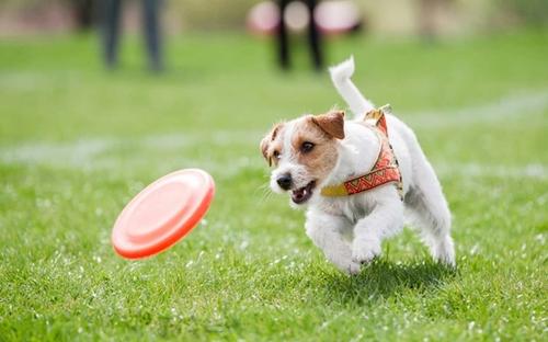 Games to Teach Dogs Emotional Self-Control
