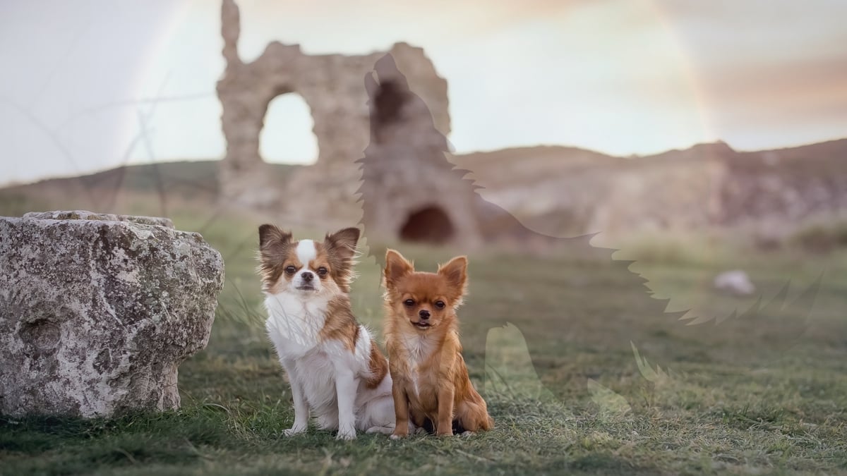 History of Dogs? Or Maybe Wolves?