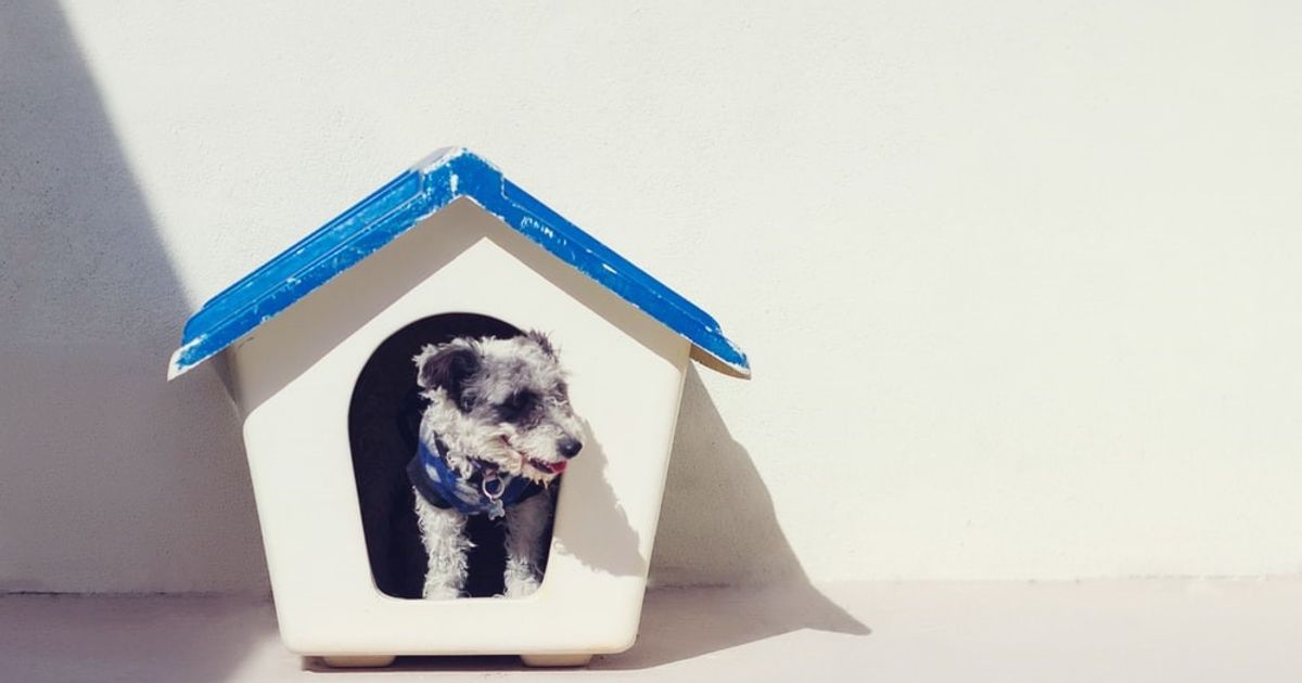 Welcome Home Tips to Prepare Your Apartment for Small Dogs