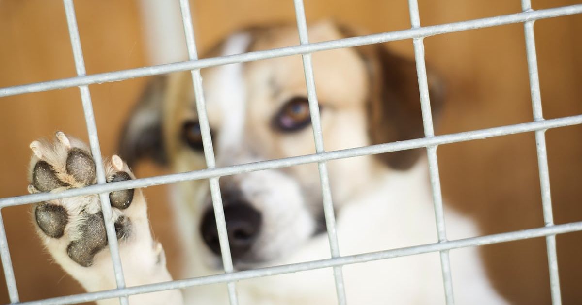 What are The Benefits of Neutering & Spaying Your Dog