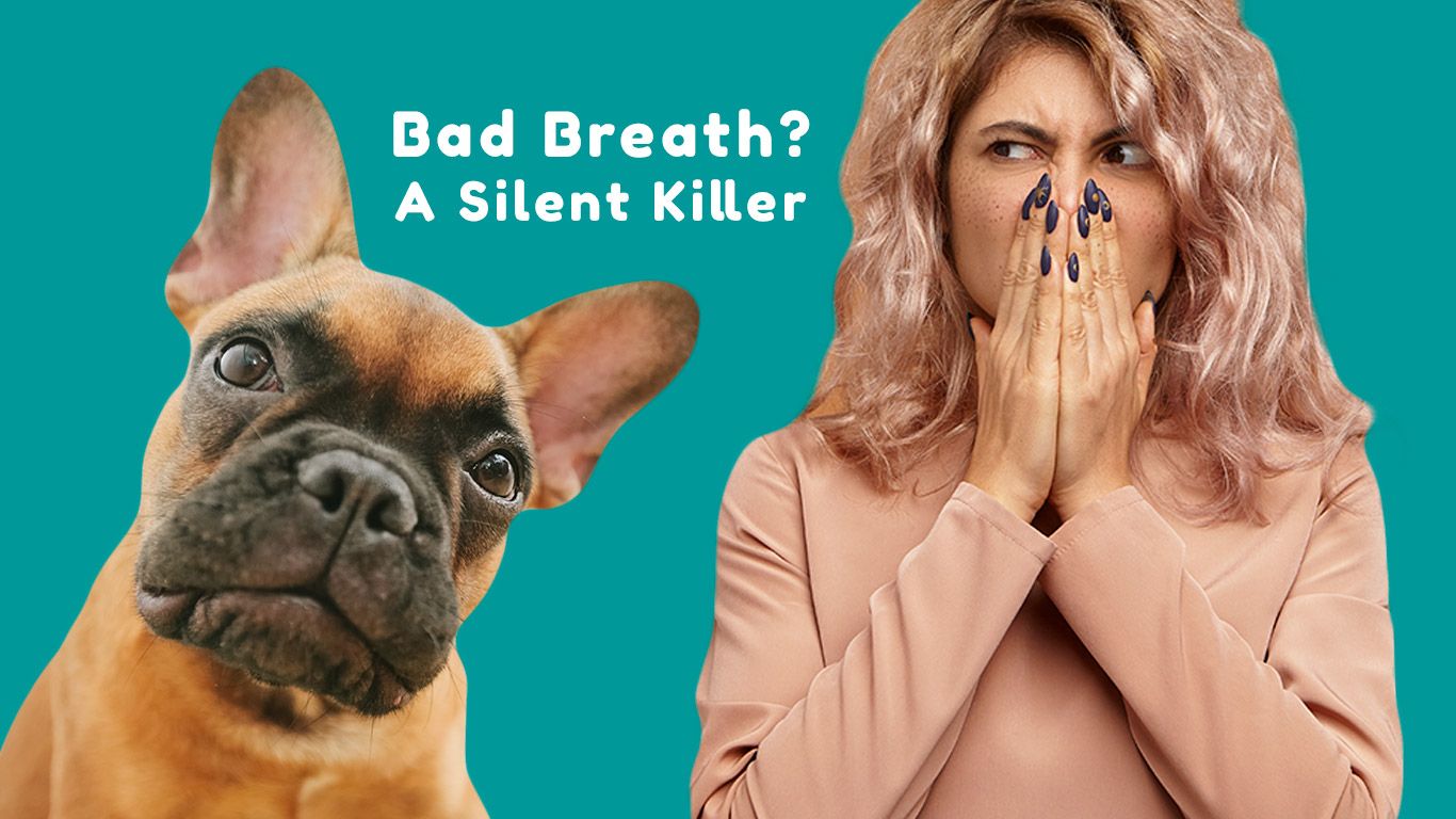 Is Dog Bad Breath A Silent Killer?