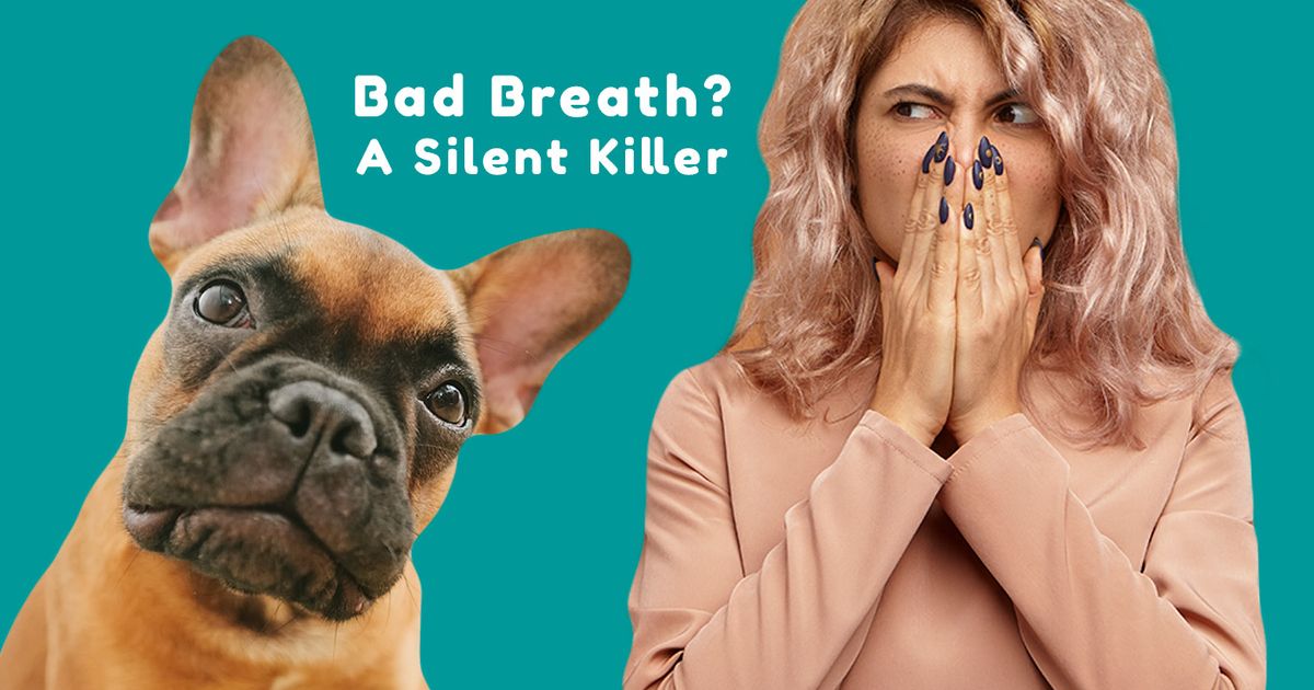 Is Dog Bad Breath A Silent Killer?
