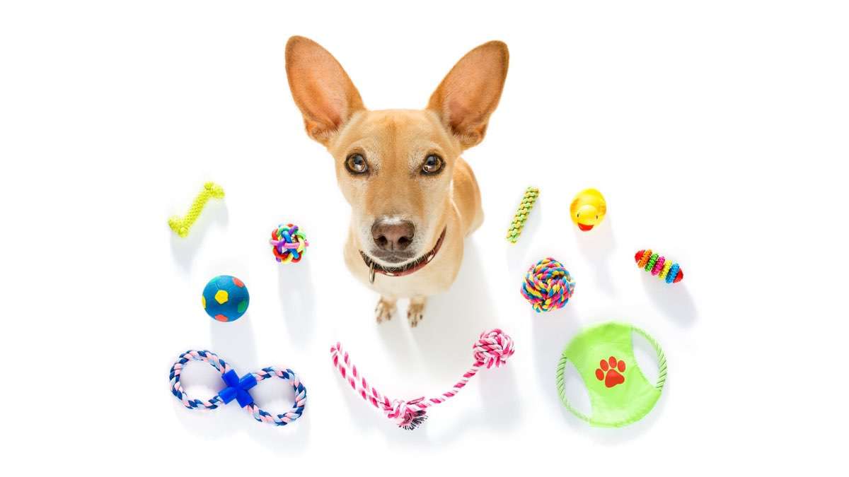 What To Consider Before Buying a Dog Toy