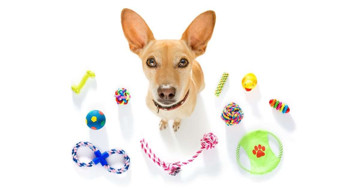 What To Consider Before Buying a Dog Toy