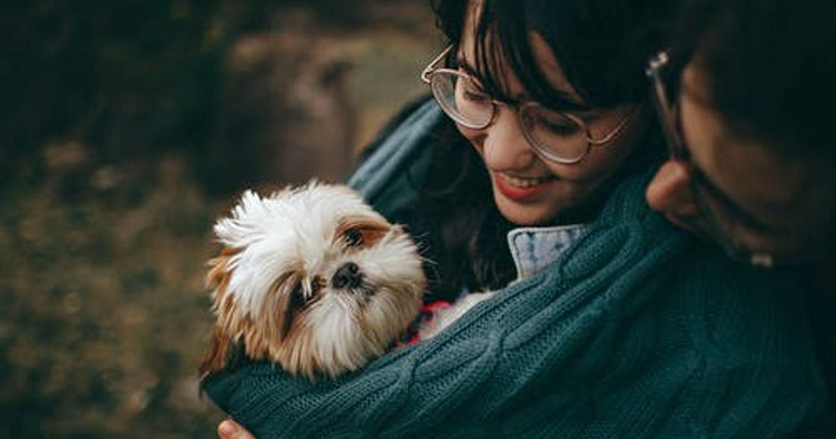 Cuddly Canines: The Most Affectionate Small Dog Breeds
