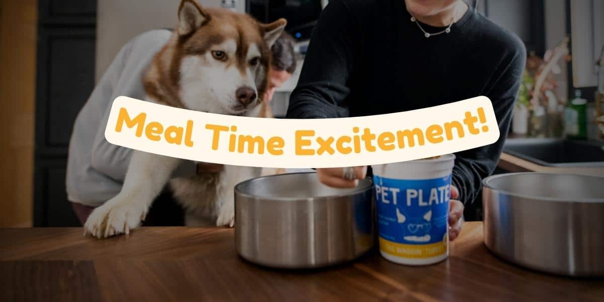 PetPlate: The Solution for Busy Dog Parents Looking to Improve their Furry Friend's Diet