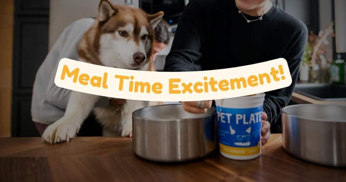PetPlate: The Solution for Busy Dog Parents Looking to Improve their Furry Friend's Diet