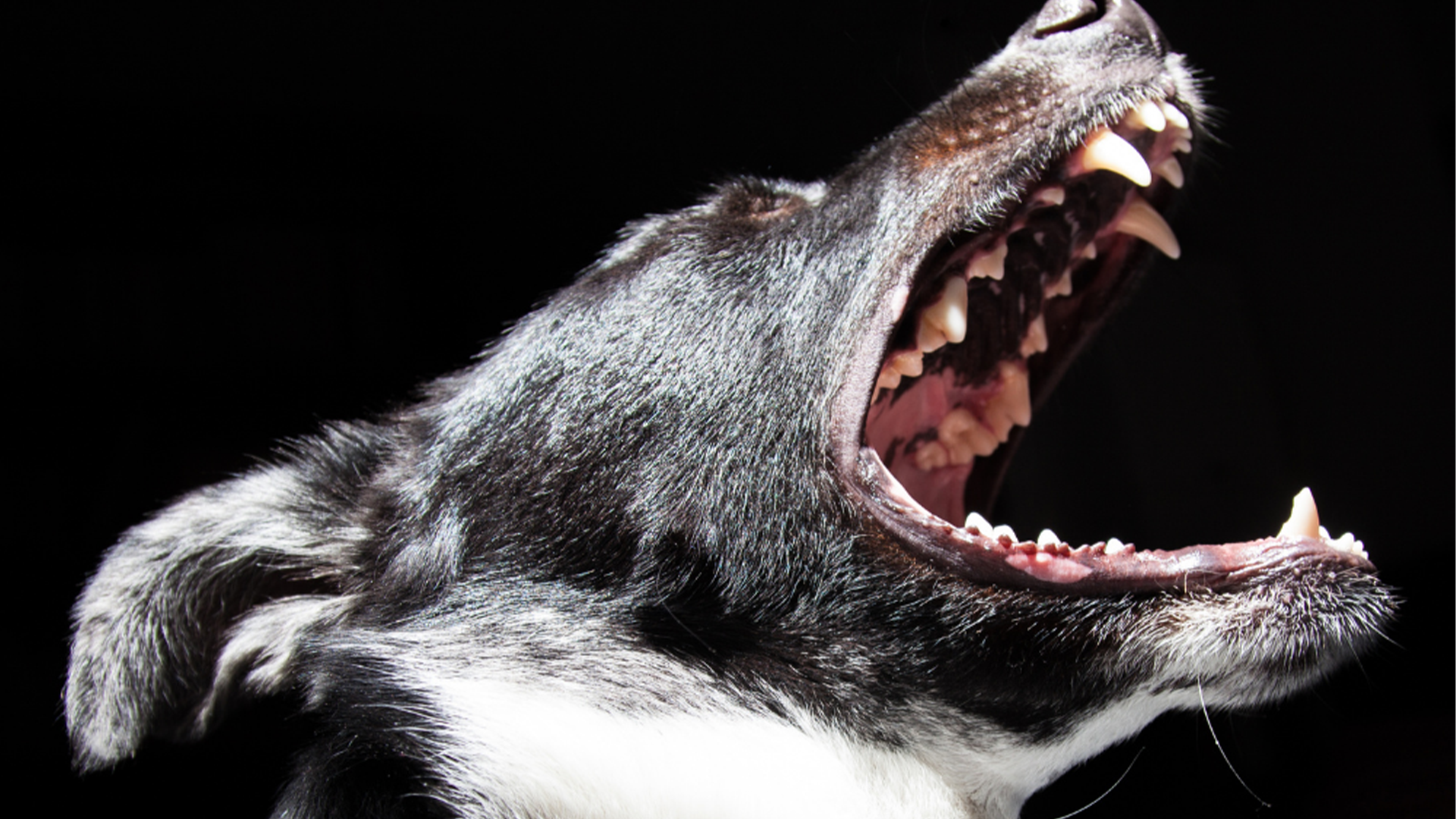 How Do Dogs Communicate?