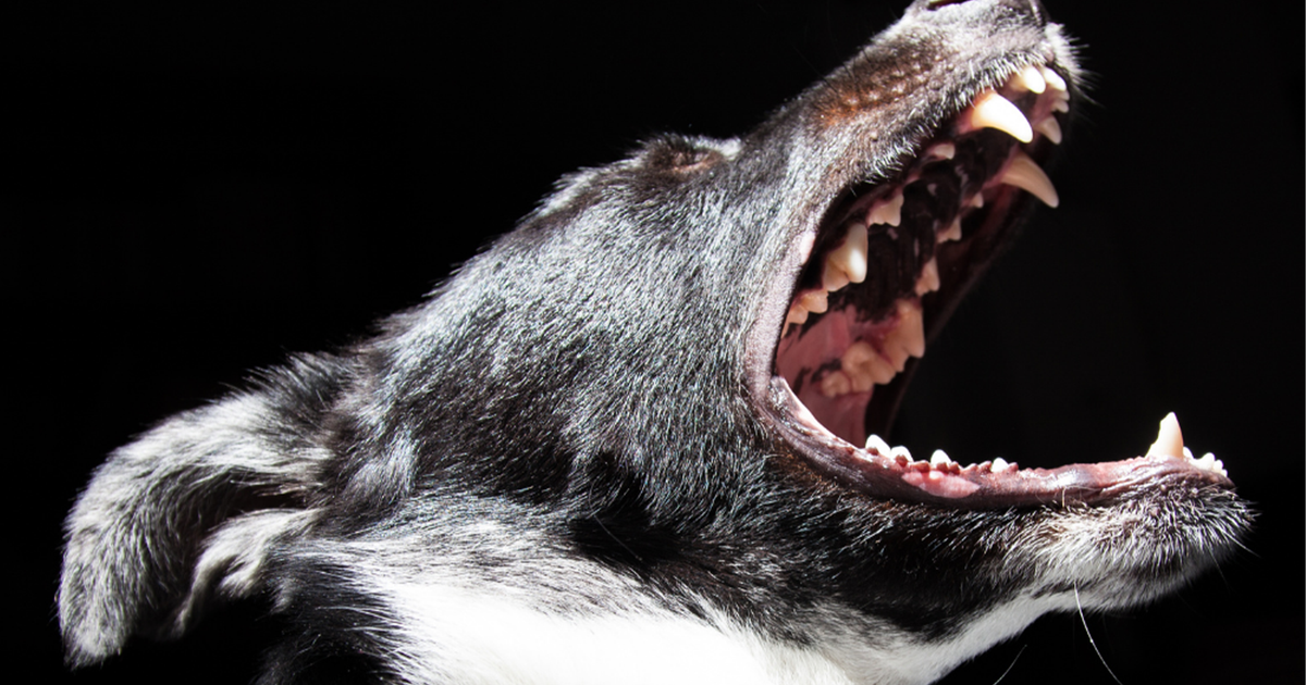 How Do Dogs Communicate?