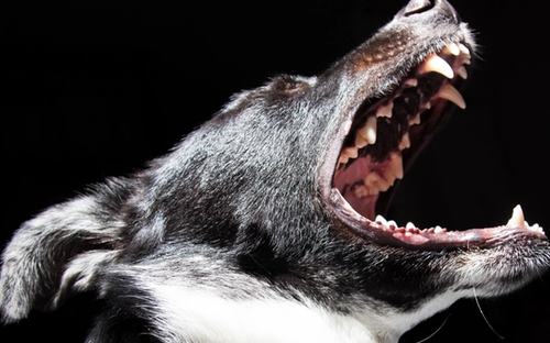 How Do Dogs Communicate?