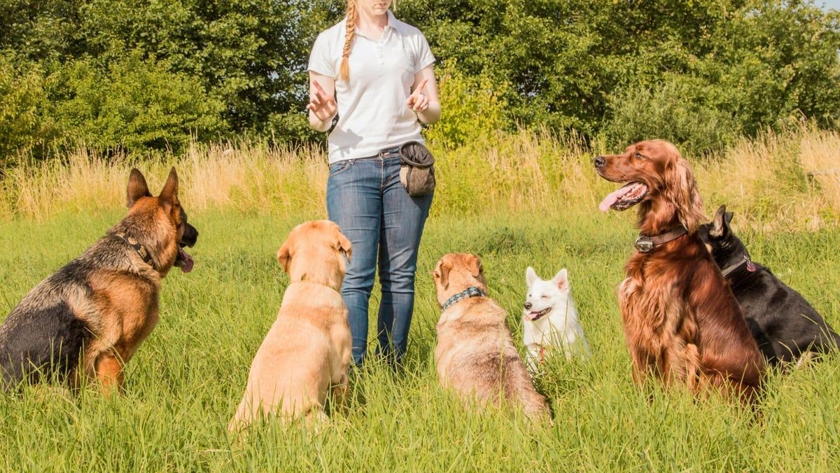 How To Choose The Right Trainer For Your Dog