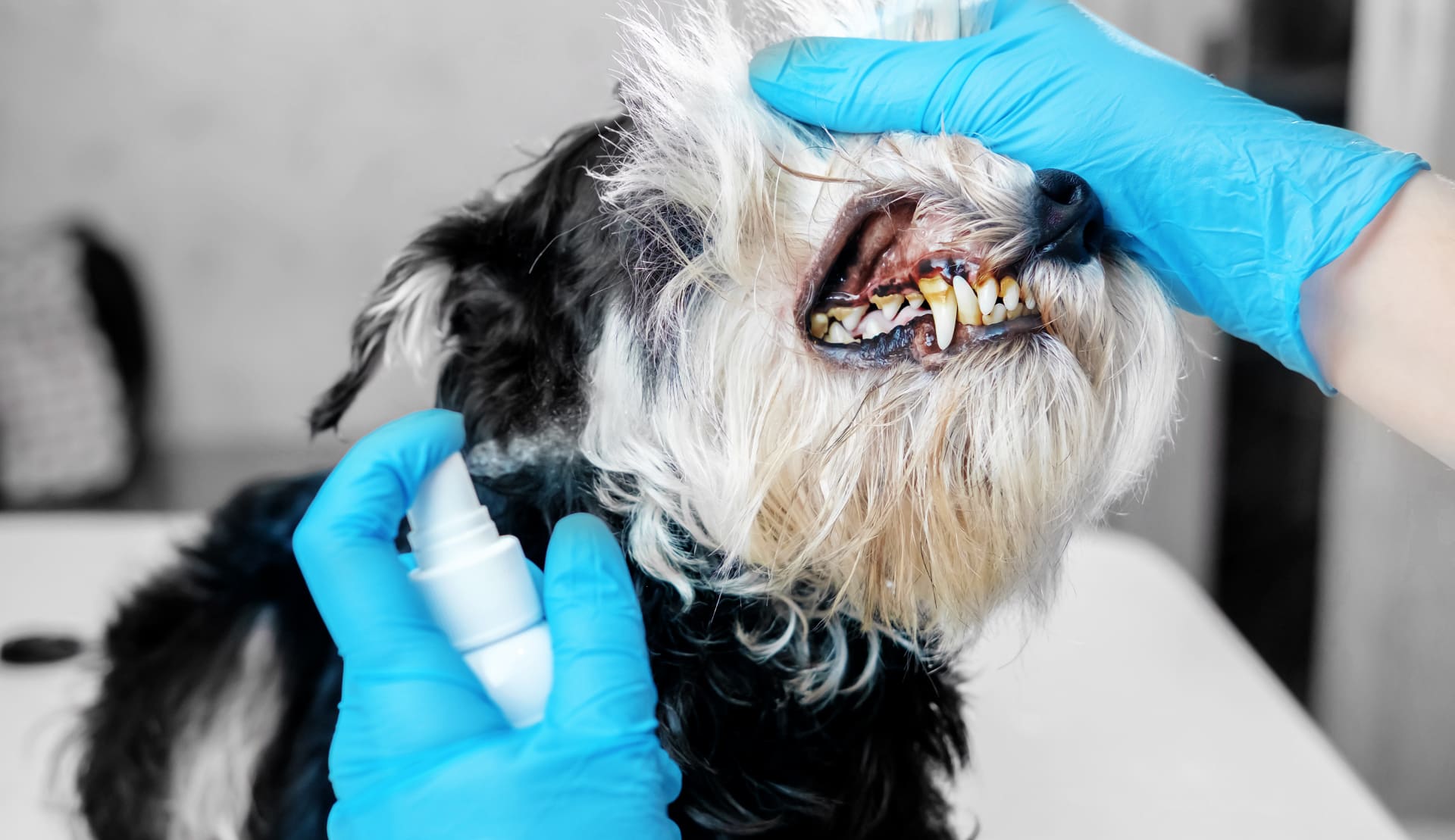 doctor examines a dog's teeth - Best Dog Dental Sprays