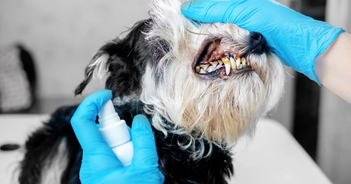doctor examines a dog's teeth - Best Dog Dental Sprays