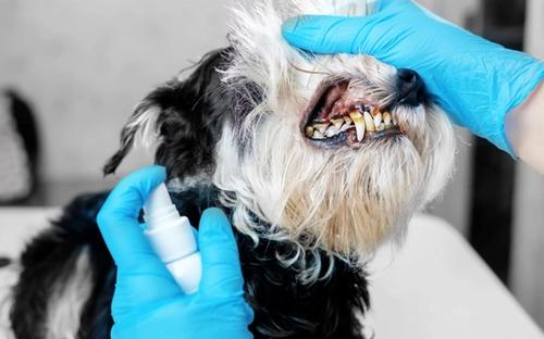 doctor examines a dog's teeth - Best Dog Dental Sprays
