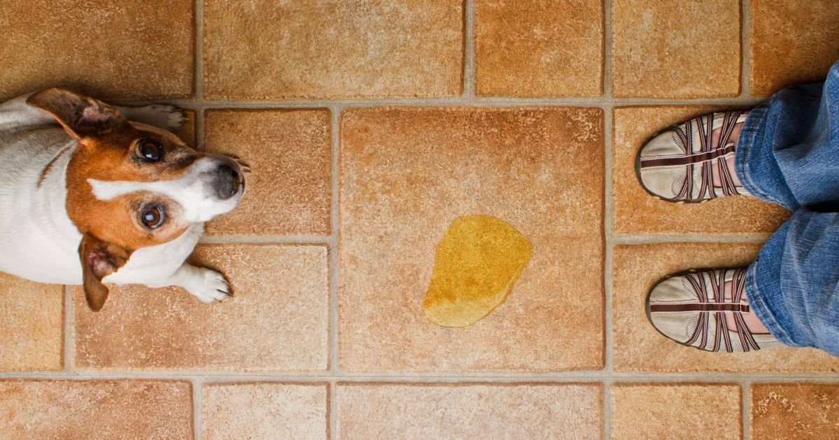 Getting Rid Of Dog Urine Stains