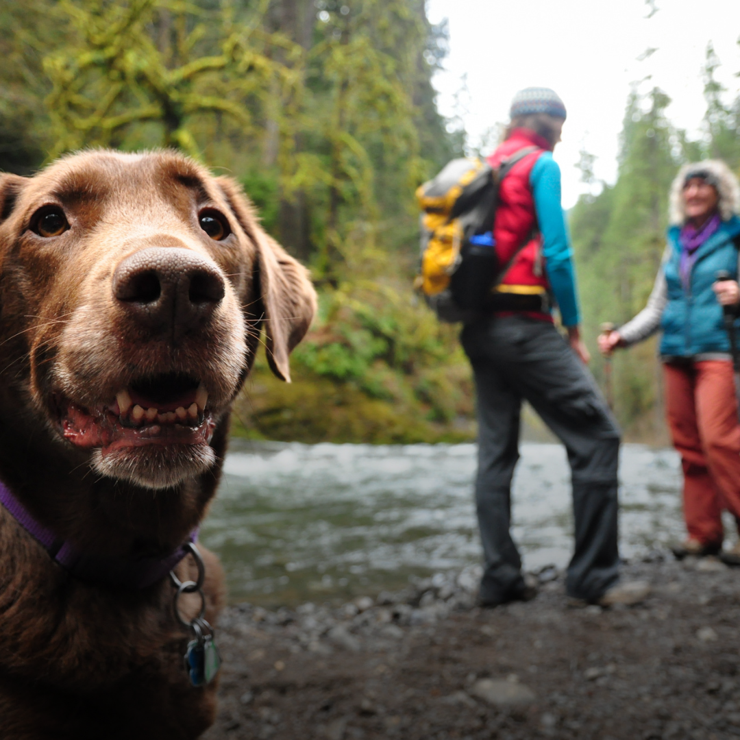 Unleashing Adventure: UAE's Top Dog-Friendly Destinations for a Summer Road Trip