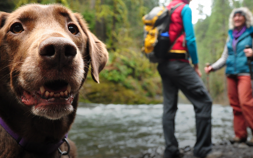 Unleashing Adventure: UAE's Top Dog-Friendly Destinations for a Summer Road Trip