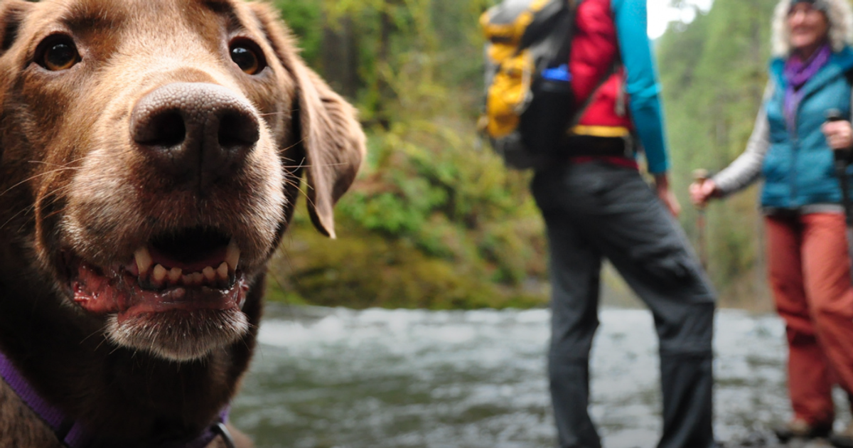 Unleashing Adventure: UAE's Top Dog-Friendly Destinations for a Summer Road Trip