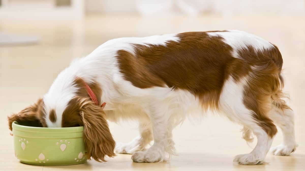 Feed Your Dog's Real Need With Homemade Dog Food