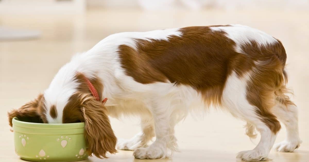 Feed Your Dog's Real Need With Homemade Dog Food