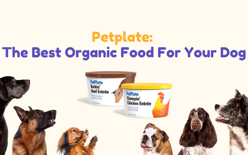 Petplate: The Best Organic Food For Your Dog