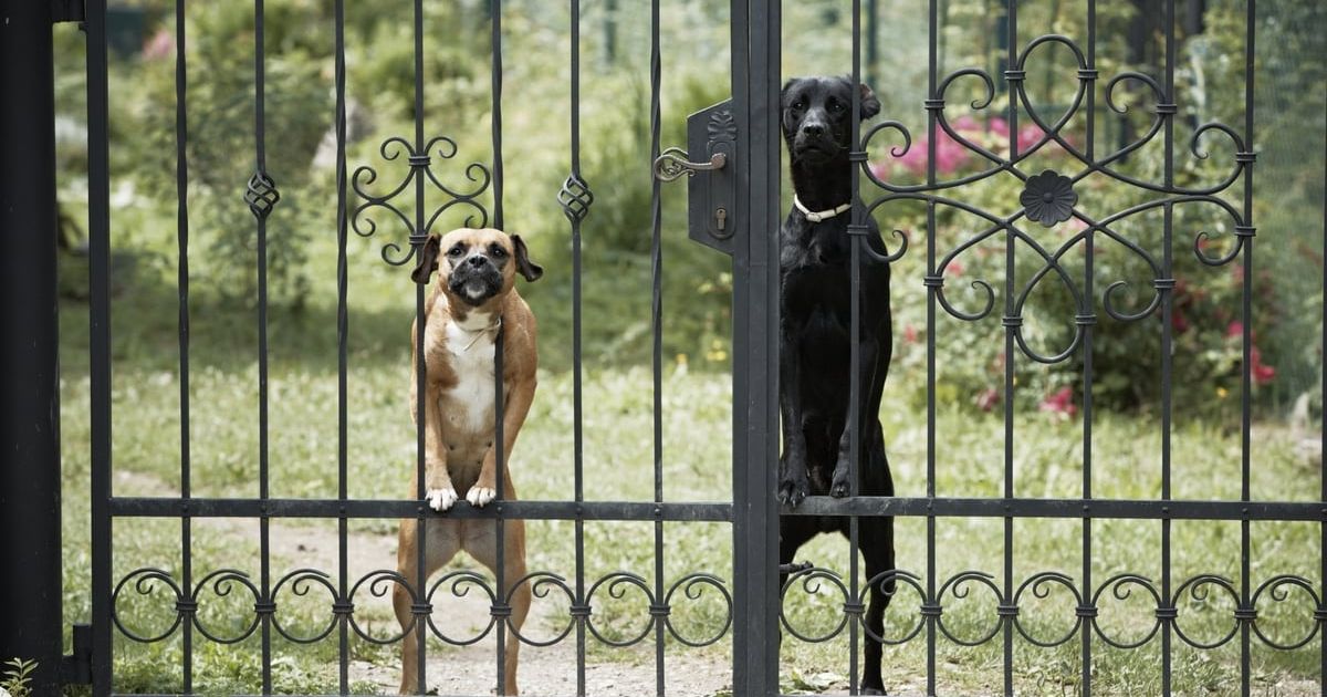 Guard Dogs