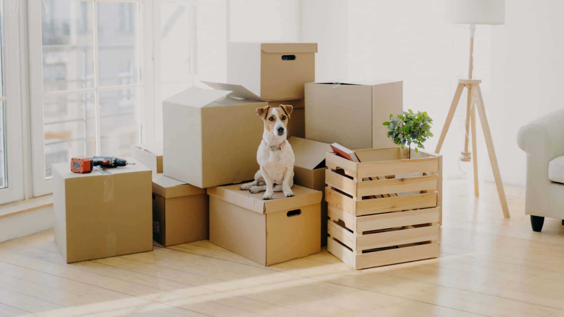 How To Find A New Home For Your Dog?