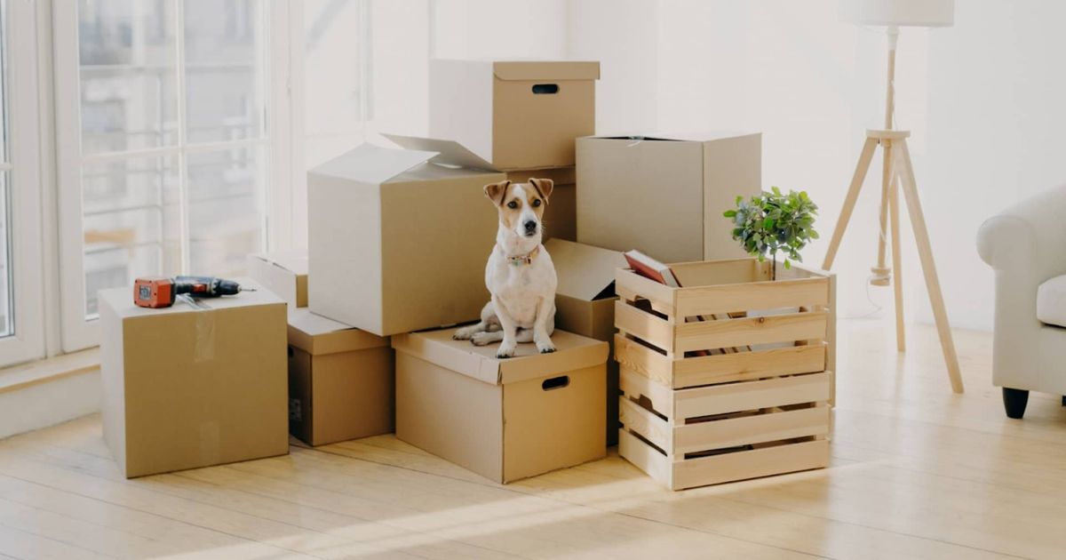 How To Find A New Home For Your Dog?