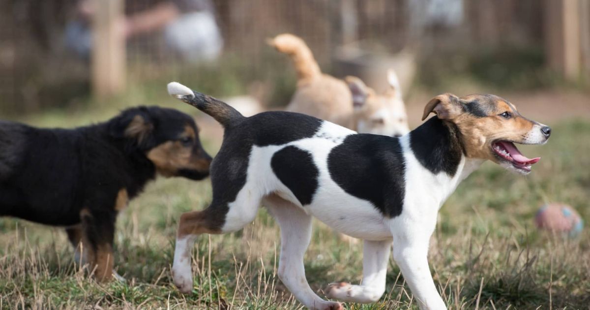 Understanding Dog Pack Hierarchy: How to Tell Which Dog is Alpha?