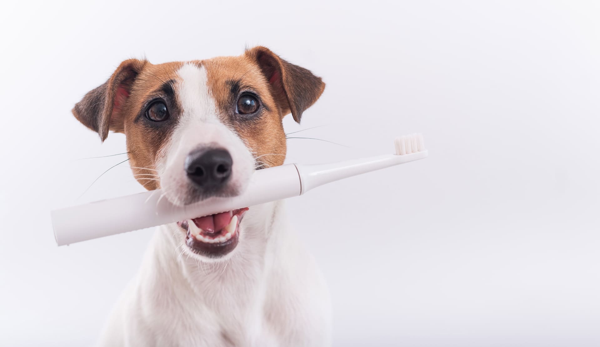 Jack russell terrier dog holds an electric toothbrush in his mouth on a white background. Oral hygiene concept in animals