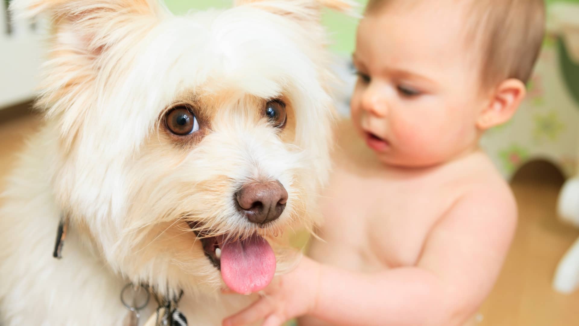 Introducing Your New Baby to a Dog