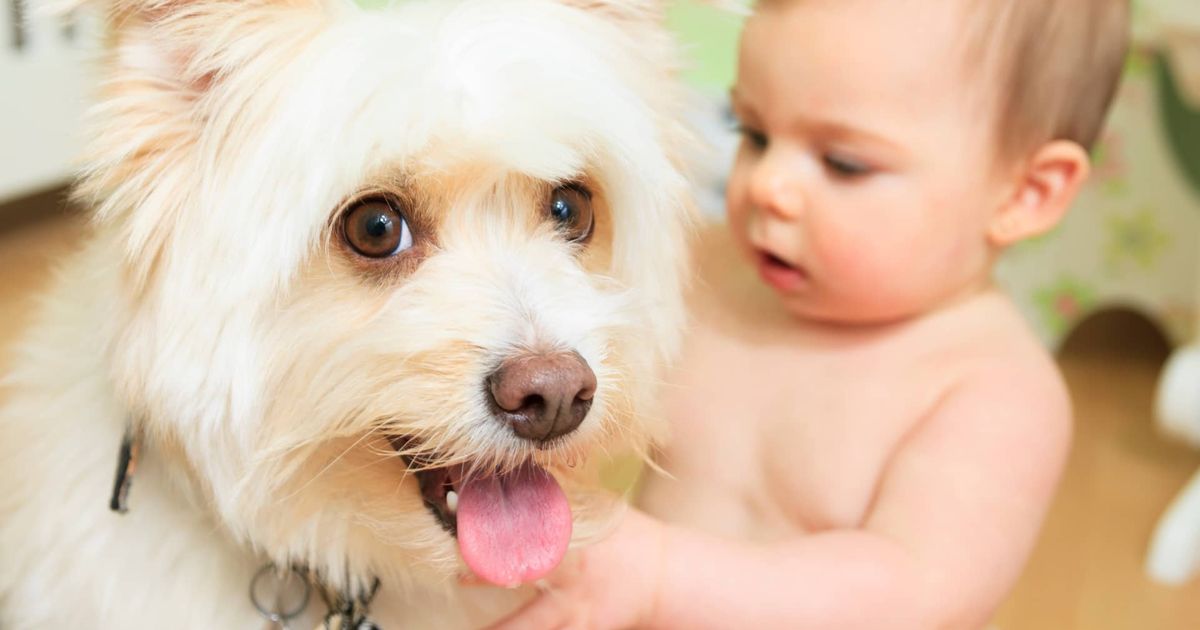 Introducing Your New Baby to a Dog