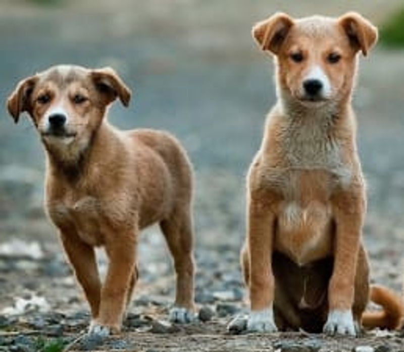 A dog standing and a dog sitting