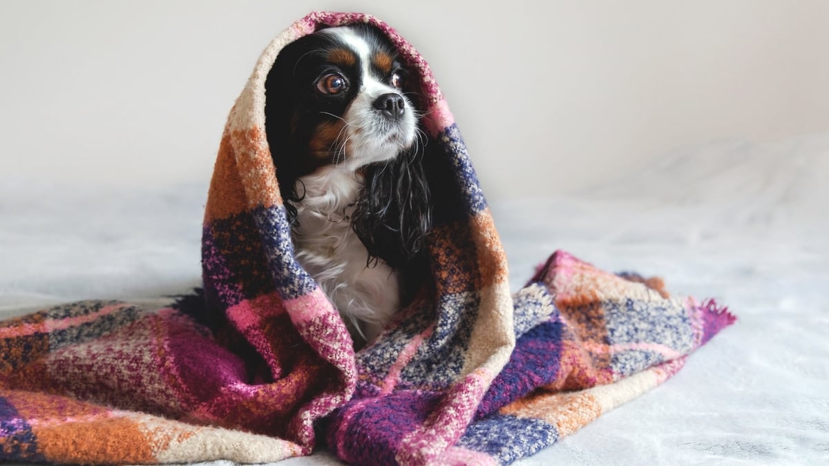 The Benefits of Getting a Well Grown/Adult Dog