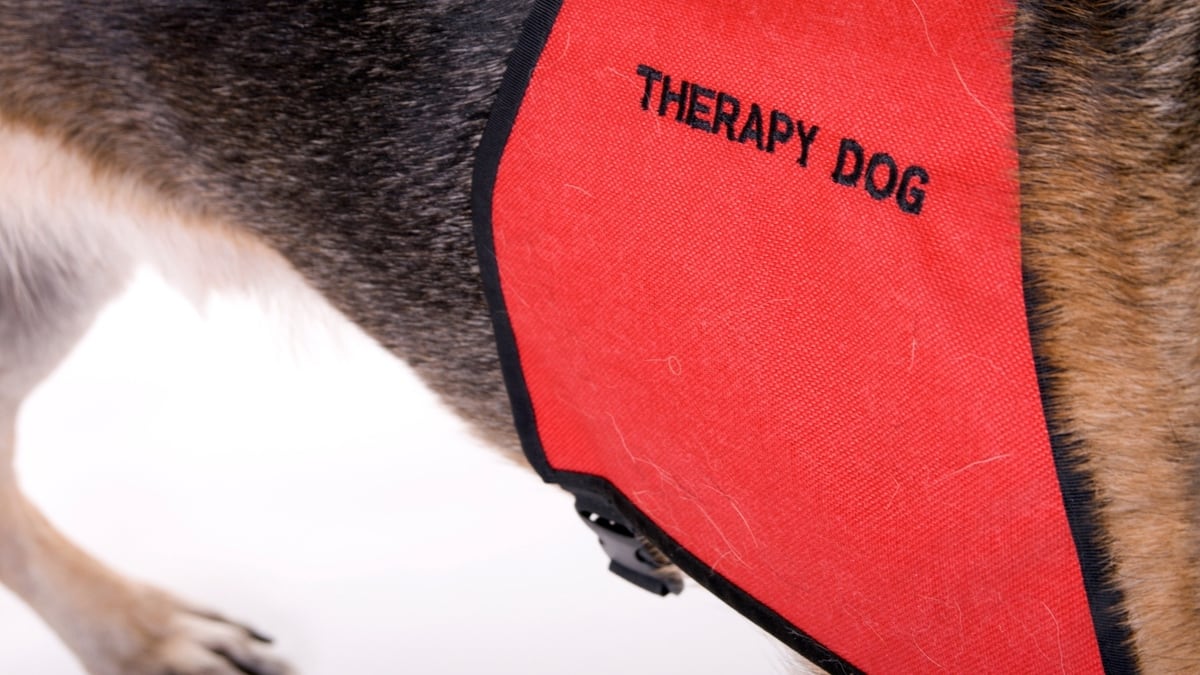 Is My Animal Suited to Therapy Work?