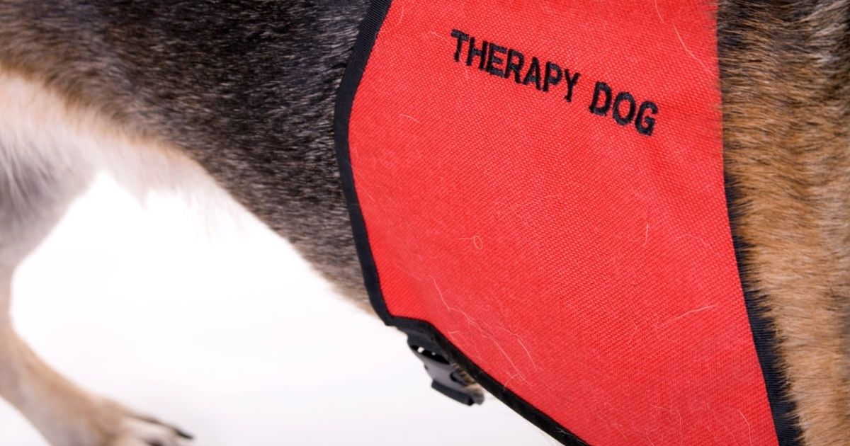 Is My Animal Suited to Therapy Work?