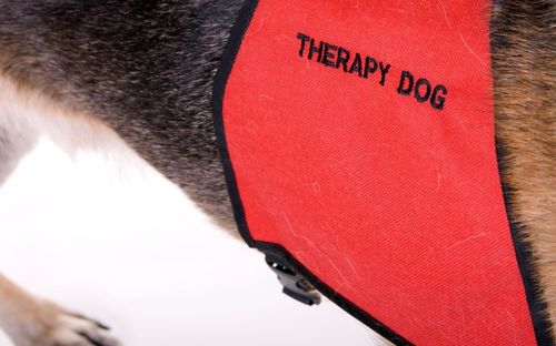 Is My Animal Suited to Therapy Work?