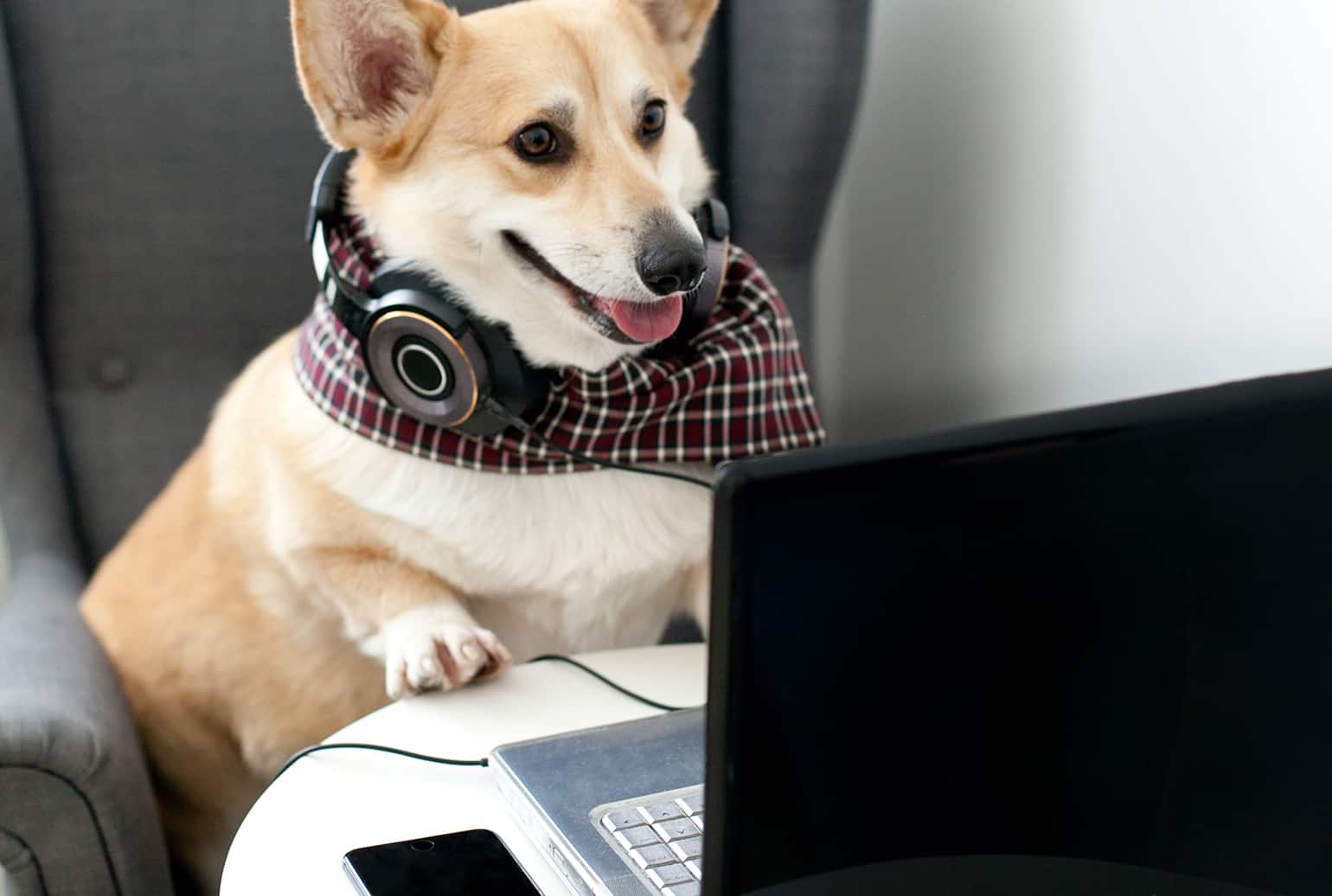 Popular Dog Businesses You are able to Start at Home