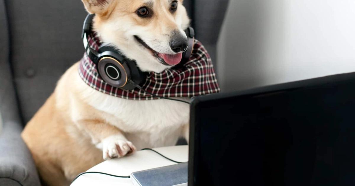 Popular Dog Businesses You are able to Start at Home