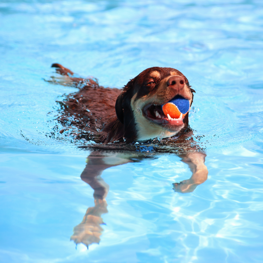 a dog swimming in a pool with a ball in its mouth