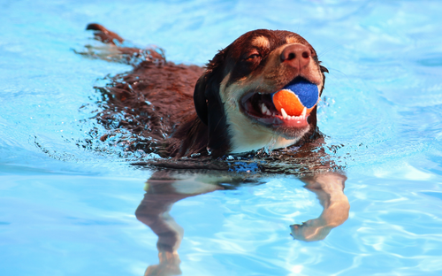 a dog swimming in a pool with a ball in its mouth