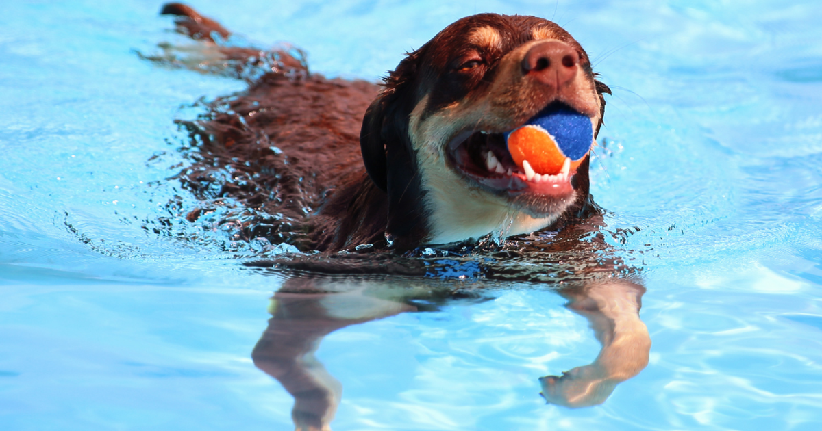 a dog swimming in a pool with a ball in its mouth